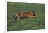 Bengal Tiger Racing through Grass-DLILLC-Framed Photographic Print