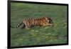 Bengal Tiger Racing through Grass-DLILLC-Framed Photographic Print