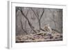 Bengal Tiger, Ranthambhore National Park, Rajasthan, India, Asia-Janette Hill-Framed Photographic Print