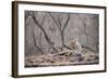 Bengal Tiger, Ranthambhore National Park, Rajasthan, India, Asia-Janette Hill-Framed Photographic Print