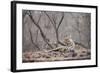 Bengal Tiger, Ranthambhore National Park, Rajasthan, India, Asia-Janette Hill-Framed Photographic Print