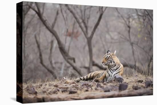 Bengal Tiger, Ranthambhore National Park, Rajasthan, India, Asia-Janette Hill-Stretched Canvas