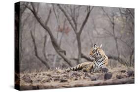 Bengal Tiger, Ranthambhore National Park, Rajasthan, India, Asia-Janette Hill-Stretched Canvas