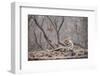 Bengal Tiger, Ranthambhore National Park, Rajasthan, India, Asia-Janette Hill-Framed Photographic Print