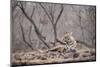 Bengal Tiger, Ranthambhore National Park, Rajasthan, India, Asia-Janette Hill-Mounted Photographic Print