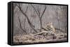 Bengal Tiger, Ranthambhore National Park, Rajasthan, India, Asia-Janette Hill-Framed Stretched Canvas