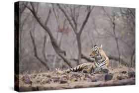 Bengal Tiger, Ranthambhore National Park, Rajasthan, India, Asia-Janette Hill-Stretched Canvas