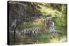 Bengal Tiger, Ranthambhore National Park, Rajasthan, India, Asia-Janette Hill-Stretched Canvas