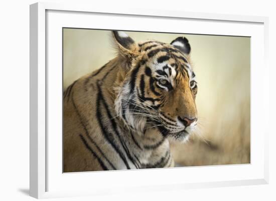 Bengal Tiger, Ranthambhore National Park, Rajasthan, India, Asia-Janette Hill-Framed Photographic Print