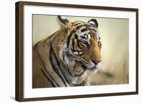 Bengal Tiger, Ranthambhore National Park, Rajasthan, India, Asia-Janette Hill-Framed Photographic Print