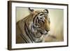 Bengal Tiger, Ranthambhore National Park, Rajasthan, India, Asia-Janette Hill-Framed Photographic Print