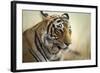 Bengal Tiger, Ranthambhore National Park, Rajasthan, India, Asia-Janette Hill-Framed Photographic Print