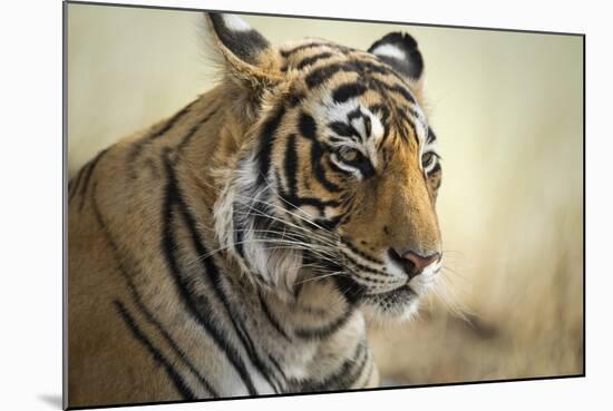 Bengal Tiger, Ranthambhore National Park, Rajasthan, India, Asia-Janette Hill-Mounted Photographic Print