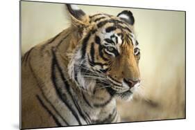 Bengal Tiger, Ranthambhore National Park, Rajasthan, India, Asia-Janette Hill-Mounted Photographic Print