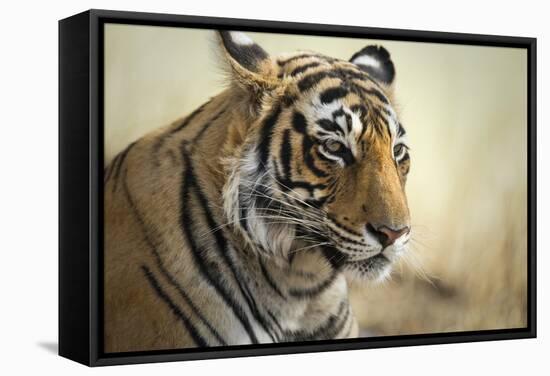 Bengal Tiger, Ranthambhore National Park, Rajasthan, India, Asia-Janette Hill-Framed Stretched Canvas