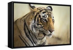 Bengal Tiger, Ranthambhore National Park, Rajasthan, India, Asia-Janette Hill-Framed Stretched Canvas