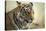 Bengal Tiger, Ranthambhore National Park, Rajasthan, India, Asia-Janette Hill-Stretched Canvas