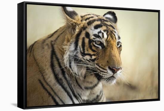 Bengal Tiger, Ranthambhore National Park, Rajasthan, India, Asia-Janette Hill-Framed Stretched Canvas