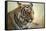 Bengal Tiger, Ranthambhore National Park, Rajasthan, India, Asia-Janette Hill-Framed Stretched Canvas