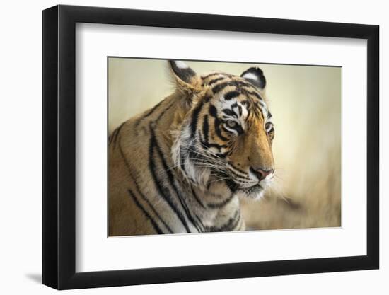 Bengal Tiger, Ranthambhore National Park, Rajasthan, India, Asia-Janette Hill-Framed Photographic Print