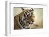 Bengal Tiger, Ranthambhore National Park, Rajasthan, India, Asia-Janette Hill-Framed Photographic Print