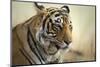 Bengal Tiger, Ranthambhore National Park, Rajasthan, India, Asia-Janette Hill-Mounted Photographic Print