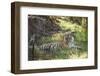 Bengal Tiger, Ranthambhore National Park, Rajasthan, India, Asia-Janette Hill-Framed Photographic Print