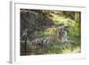 Bengal Tiger, Ranthambhore National Park, Rajasthan, India, Asia-Janette Hill-Framed Photographic Print