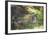 Bengal Tiger, Ranthambhore National Park, Rajasthan, India, Asia-Janette Hill-Framed Photographic Print