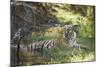 Bengal Tiger, Ranthambhore National Park, Rajasthan, India, Asia-Janette Hill-Mounted Photographic Print