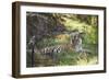 Bengal Tiger, Ranthambhore National Park, Rajasthan, India, Asia-Janette Hill-Framed Photographic Print