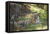 Bengal Tiger, Ranthambhore National Park, Rajasthan, India, Asia-Janette Hill-Framed Stretched Canvas