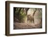 Bengal Tiger, Ranthambhore National Park, Rajasthan, India, Asia-Janette Hill-Framed Photographic Print