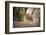 Bengal Tiger, Ranthambhore National Park, Rajasthan, India, Asia-Janette Hill-Framed Photographic Print