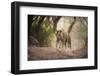 Bengal Tiger, Ranthambhore National Park, Rajasthan, India, Asia-Janette Hill-Framed Photographic Print