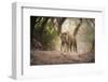 Bengal Tiger, Ranthambhore National Park, Rajasthan, India, Asia-Janette Hill-Framed Photographic Print