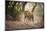 Bengal Tiger, Ranthambhore National Park, Rajasthan, India, Asia-Janette Hill-Mounted Photographic Print