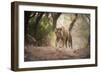 Bengal Tiger, Ranthambhore National Park, Rajasthan, India, Asia-Janette Hill-Framed Photographic Print