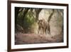 Bengal Tiger, Ranthambhore National Park, Rajasthan, India, Asia-Janette Hill-Framed Photographic Print
