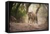 Bengal Tiger, Ranthambhore National Park, Rajasthan, India, Asia-Janette Hill-Framed Stretched Canvas