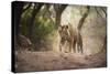 Bengal Tiger, Ranthambhore National Park, Rajasthan, India, Asia-Janette Hill-Stretched Canvas