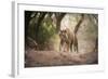 Bengal Tiger, Ranthambhore National Park, Rajasthan, India, Asia-Janette Hill-Framed Photographic Print