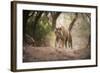 Bengal Tiger, Ranthambhore National Park, Rajasthan, India, Asia-Janette Hill-Framed Photographic Print