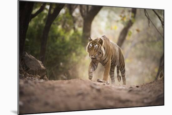 Bengal Tiger, Ranthambhore National Park, Rajasthan, India, Asia-Janette Hill-Mounted Photographic Print