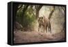 Bengal Tiger, Ranthambhore National Park, Rajasthan, India, Asia-Janette Hill-Framed Stretched Canvas