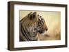 Bengal Tiger, Ranthambhore National Park, Rajasthan, India, Asia-Janette Hill-Framed Photographic Print