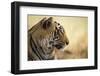 Bengal Tiger, Ranthambhore National Park, Rajasthan, India, Asia-Janette Hill-Framed Photographic Print