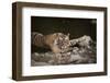 Bengal Tiger, Ranthambhore National Park, Rajasthan, India, Asia-Janette Hill-Framed Photographic Print