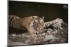 Bengal Tiger, Ranthambhore National Park, Rajasthan, India, Asia-Janette Hill-Mounted Photographic Print