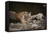 Bengal Tiger, Ranthambhore National Park, Rajasthan, India, Asia-Janette Hill-Framed Stretched Canvas